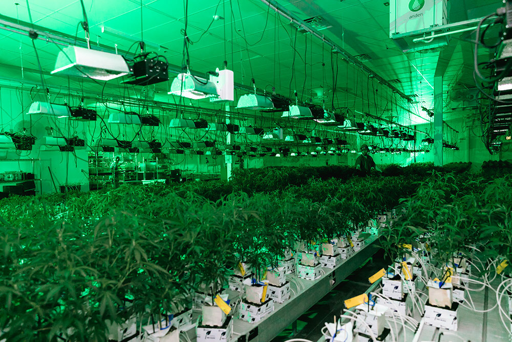 Flora Farms grows marijuana at its cultivation center in Humansville.